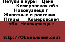 Петухи и куры › Цена ­ 500-700 - Кемеровская обл., Новокузнецк г. Животные и растения » Птицы   . Кемеровская обл.,Новокузнецк г.
